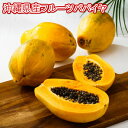 フルーツパパイヤ約2kg 【発送年中・台風などで在庫切れ有ります】【品種お任せ】最強のダイエットフルーツとも言われるフルーツパパイヤ【パパイア トロピカルフルーツ 国産 国内産 沖縄県産 お取り寄せ セット 沖縄果物】【たま青果】