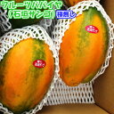 フルーツパパイヤ 約4kg(4個前後) 【品種石垣サンゴ】 【発送8月〜2月】 沖縄産 最強のダイエットフルーツとも言われるフルーツパパイヤ 【種なし パパイア トロピカルフルーツ 国産 国内産 沖縄県産 お取り寄せ セット 沖縄果物】【たま青果】