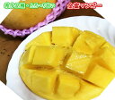 予約受付中/金蜜マンゴー【優品】 約1kg(2~4個) 【送...