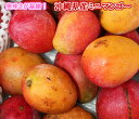 予約受付中/宮古島産のミニマンゴー 約1.5kg (個数24...