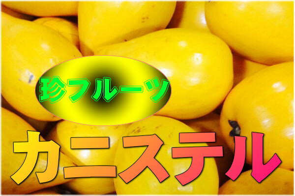 【発送1月〜4月】なにこれ？ジャガイモ？卵の黄身？【わけあり】カニステル　1kg...:okinawa18:10000294