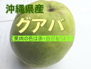 【発送7月〜9月】 沖縄産 グァバ 約2kg 赤・白どちらになるかはお任せになります。【沖縄産 グアバ トロピカルフルーツ 果物 お取り寄せ / βカロテン ビタミンC リコピン ポリフェノール 抗酸化作用 アンチエイジング】【たま青果】
