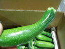 ズッキーニ 1kg 【発送11月~5月】沖縄県産 沖縄の島野菜ズッキーニ【国産 国内産 沖縄産 野菜 夏野菜 お取り寄せ 料理 惣菜 おかず サラダ パスタ スープ 材料】【たま青果】