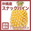 【予約受付中】【送料無料】【完熟パイン】 沖縄産 ボゴールパイン(スナックパイン・小玉6?8玉 約3kg) 芯まで甘くて美味しいボゴールパインは、小さな子供にも大変人気の沖縄を代表するパイナップル。【発送は4月下旬から】