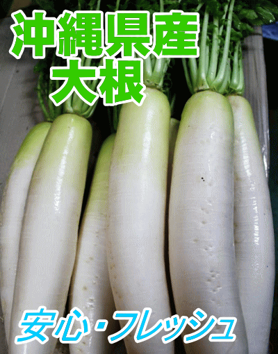 安心・フレッシュ沖縄県産野菜ダイコン（大根）2本（＠約1kg）【発送 1月〜4月】【大根 ダイコン ...:okinawa18:10000421