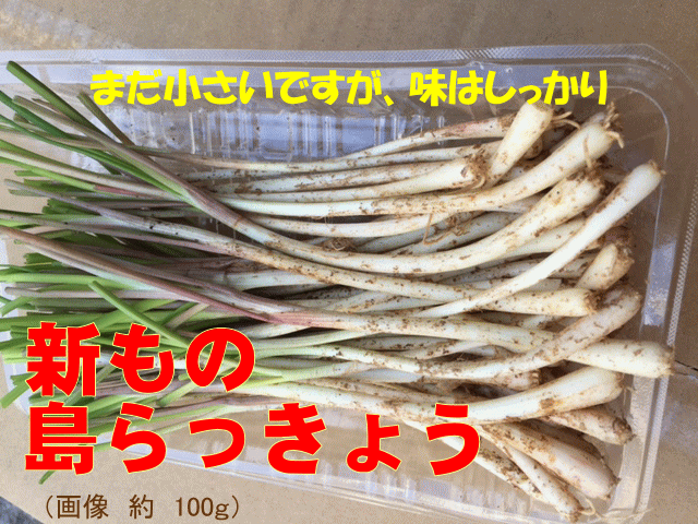 【発送年中、但し欠品時あり】沖縄産】島らっきょう 1kg(ラッキョウ あて つまみ）【島ら…...:okinawa18:10000368