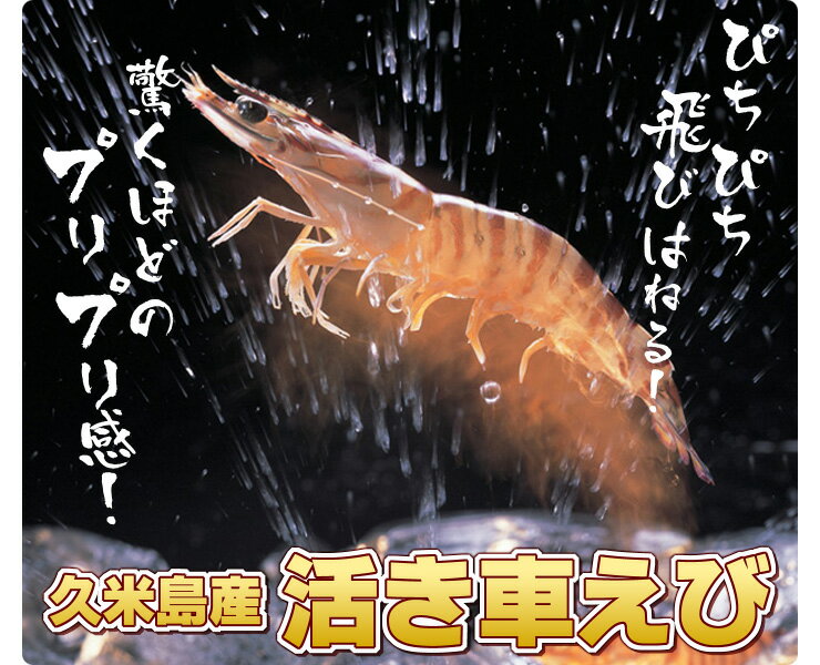 久米島活車海老 1kg 41〜50尾今だけ！レビュー特価中！更に更に消費税、送料無料中♪