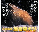 2012年【予約受付中】久米島活車海老 1kg 41〜50尾今だけ！レビュー特価中！更に更に消費税、送料無料中♪