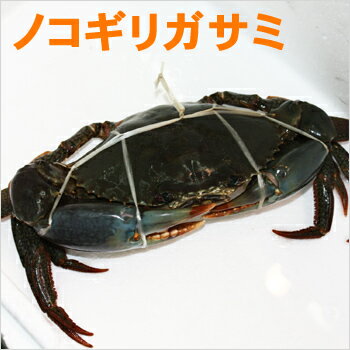 沖縄産！ノコギリガサミ（約1.5kg）2〜3杯05P20Apr12