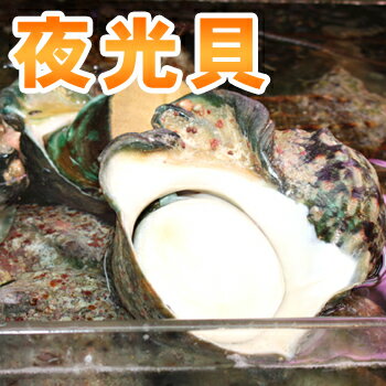 夜光貝（1.2kg〜1.5kg）　※殻付き05P20Apr12