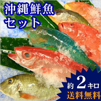 【送料無料】 おまかせ沖縄鮮魚セット2kg（2〜3種類）...:okinawasengyo:10000099