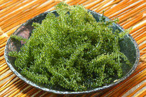 【送料無料】沖縄産 海ぶどう500g...:okinawasengyo:10000079