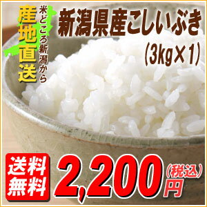 大好評！【送料無料】別価格！23年産 新潟産こしいぶき3キロ×1袋　検査米・厳選