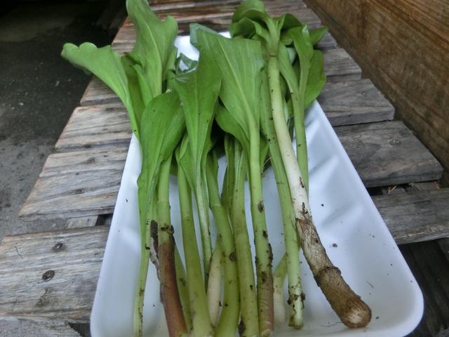 【天然山菜】行者ニンニク（行者にんにく）200g 会津地方産★初夏の香り 山の幸を朝取り採…...:okuaizushunsaikan:10000136