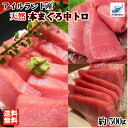 送料無料 アイルランド産 天然 本マグロ 中トロ 約500g...