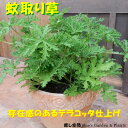 蚊取草 (カトリソウ) 大株寄せ植え Lサイズ♪プレゼントや自分のご褒美に♪オシャレ仕上げ♪テラコッタ陶器鉢植え お祝い・プレゼントにも♪【楽ギフ_包装】【楽ギフ_メッセ入力】【送料無料】【節電対策・デング熱対策】