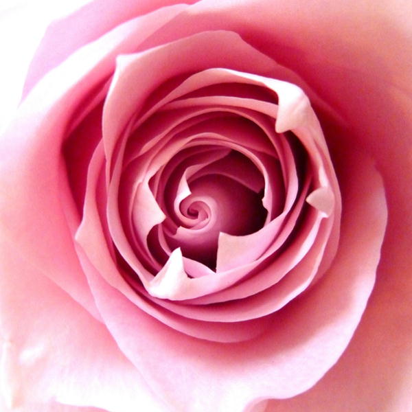 手に持つ思い出の花束を♪バラ（薔薇）　ピンク　1本からご注文対応♪年の数にも対応♪6000円以上で送料無料