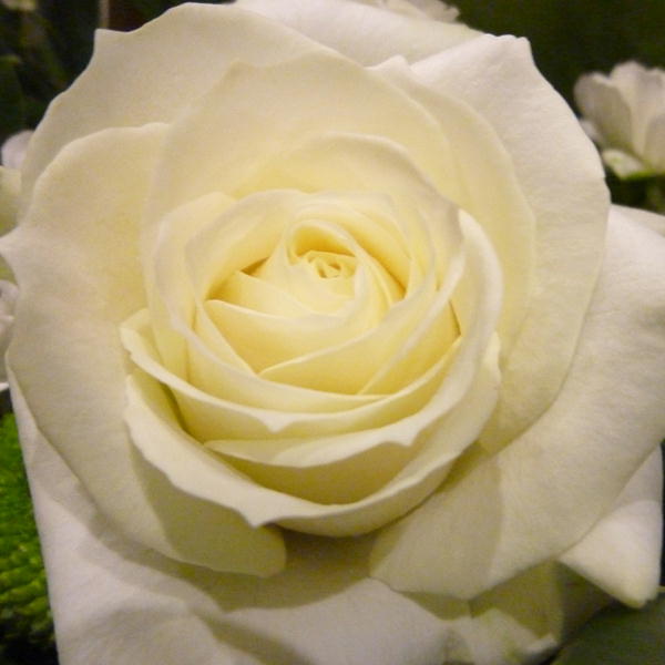 手に持つ思い出の花束を♪バラ（薔薇）　ホワイト（白）1本からご注文対応♪年の数にも対応♪6000円以上で送料無料