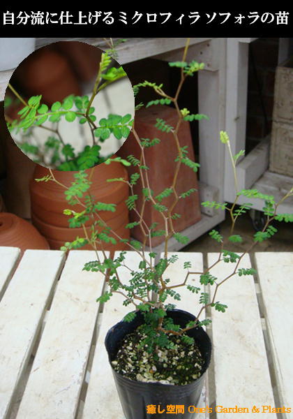 ミクロフィラ ソフォラ　ポット（苗）小さい葉っぱが可愛い♪自分流の室内空間に植え替えして仕上げて下さい♪アジアンチックやモダン風・トロピカル風のインテリア寄せ植えなどにも♪