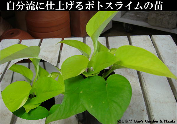 ポトスライム　ポット（苗）自分流の室内空間に植え替えして仕上げて下さい♪アジアンチックやモダン風・トロピカル風のインテリア寄せ植えなどにも♪大きく育てて下さい♪【ミニ観葉植物】寄せカゴやインテリアグリーンなどに♪