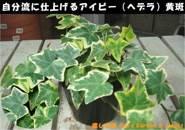 ڥߥ˴տʪ۴󤻥䥤ƥꥢ꡼ʤɤˢӡʥإǥ˲ꡡݥåȡġ˼ʬήμ֤˿ؤƻž夲ƲåȥԥΥƥꥢ󤻿ʤɤˤ礭ƤƲ