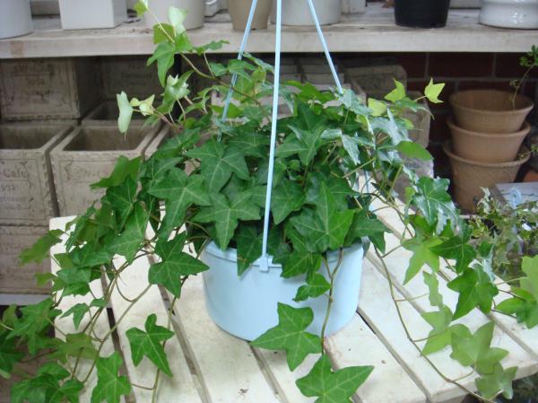 ؤߤ뤷ꥤƥꥢ꡼ʤɤˢإǥʥӡġߤȭʬή˻ž夲Ʋ