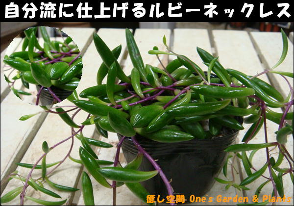 ץ˥ץˤΤĤ֤Ĥִİӡͥå쥹¿ʪۡʬήμ֤˿ؤƻž夲ƲåȥԥΥƥꥢ󤻿ʤɤˤ