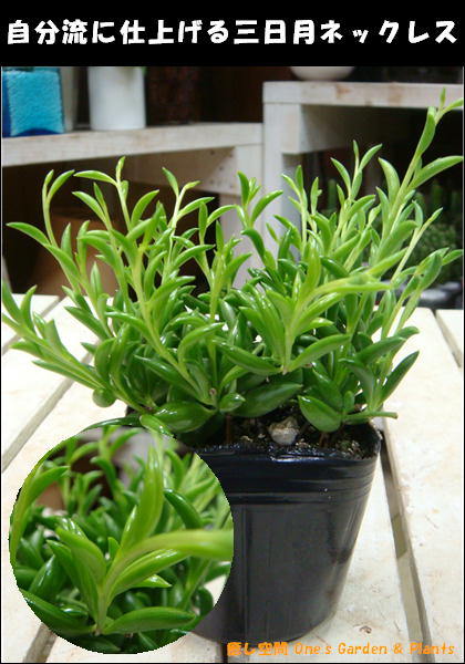 ץ˥ץˤΤĤ֤Ĥִİͥå쥹¿ʪۡʬήμ֤˿ؤƻž夲ƲåȥԥΥƥꥢ󤻿ʤɤˤ