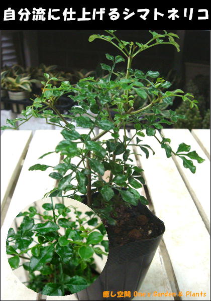 ڥߥ˴տʪۥƥꥢ꡼˻ž夲ƲȤˤޥȥͥꥳݥåȡġ˼ʬήΥǥ˥󥰤˻ž夲ƲƥꥢǤ⤪ڤߤޤؤ󤻤󤻿ʤɤˢ礭ƤƲ