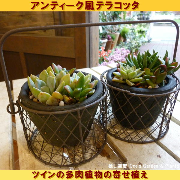 スタイリッシュな観葉植物♪ツイン多肉植物の寄せ植え♪場所取らずでちょこっと置くだけ♪インテリアアンティーク風テラコッタ陶器鉢♪ワイヤーバスケットタイプ