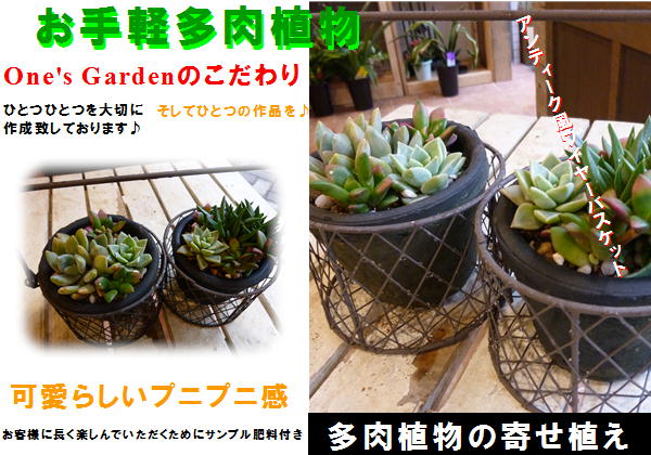 【楽ギフ_包装】【楽ギフ_メッセ入力】スタイリッシュな観葉植物♪ツイン多肉植物の寄せ植え♪場所取らずでちょこっと置くだけ♪インテリアアンティーク風テラコッタ陶器鉢♪ワイヤーバスケットタイプ