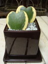 ■これからミニ観葉植物を楽しむ方へ【テーブルサイズ】【陶器鉢・受け皿付き】プラスチック鉢では味わえない清潔オシャレ仕上げ♪お誕生日のお祝いにも♪フラワーバレンタインデーにミニ観葉を♪【楽ギフ_包装】【楽ギフ_メッセ入力】白い模様の雪化粧♪ラブラブハート♪(ハートホヤ)ラブリー♪場所取らずでちょこっと置くだけ♪プレゼントや景品にも♪ミニ観葉植物サイズ
