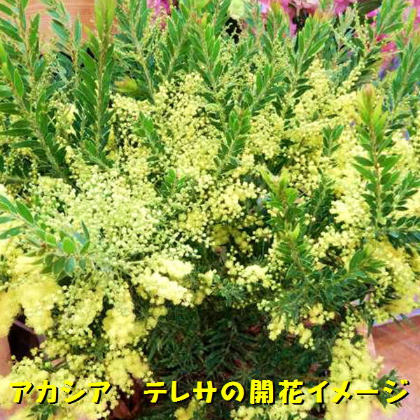 アカシア　テレサ♪黄色の可愛いお花が咲き乱れます♪アンティーク風テラコッタ陶器鉢に植え替え仕上げ♪【送料無料】【楽ギフ_包装】【楽ギフ_メッセ入力】フラワーギフト 開店祝いなどに♪