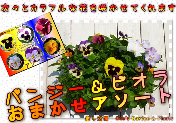 yyMt_zyyMt_bŹzyzt܂ły݉ One's Garden@pW[rÎ܂nMOoXPbg ysmtb-kzyw2zysybpzyw2z
