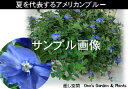 癒し空間 One's Gardenのおまかせのハンギングバスケット(空中寄せ植え)夏から秋バージョン♪未完成品です【送料無料商品です】