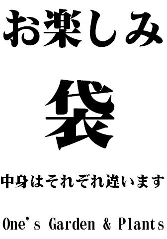 色々おまかせ商品♪季節の洋蘭入り♪福袋感覚♪お客様お一つまででお願い致します【送料無料】お客様感謝企画♪お楽しみ袋　（大）