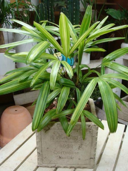 ¤ߢ͵̤ääդڳڥ_ۡڳڥ_åϡ̵ۡۥåʴտʪѲݡʥΥˢƥΥƥ饳åƥȢ