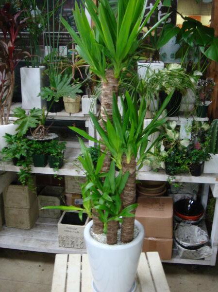 【送料無料】スタイリッシュな観葉植物♪ユッカ（青年の木）インテリア陶器鉢♪受け皿付き♪アジアンテイスト♪