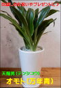 【送料無料】万年青(オモト)天賜晃(テンシコウ)お得な2株植え♪和風の和み♪ホワイトシンプル♪スタイリッシュな観葉植物♪お祝い事に♪引越し祝い、新築祝いなどに♪【楽ギフ_包装】【楽ギフ_メッセ入力】