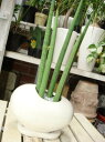 【ミニ観葉植物】サンスベリア　スタッキー♪ツヤ有り・受け皿付き・タマゴ型の陶器鉢　2色からお選び下さい