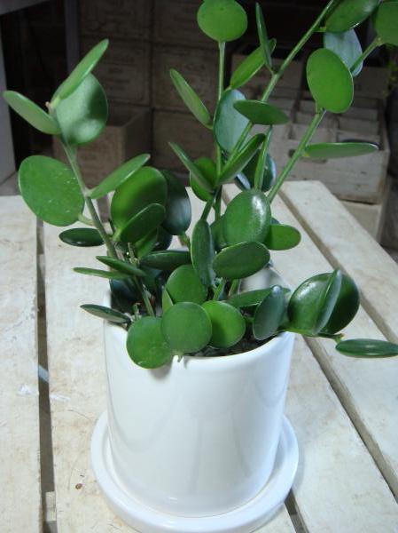 ꡼բƥꥢ꡼˥ԥåΡڥĥͭꡦդƫȭۤץ쥼Ȥʤɤˢڳڥ_ۡڳڥ_åϡۡ֡ۥåʴտʪ3α쥹ȥ졼ȥƥꥢƫȭ٤륰꡼ɥ餺Ǥ礳ä֤ˤץ쥼ȤʤˤƥȢ