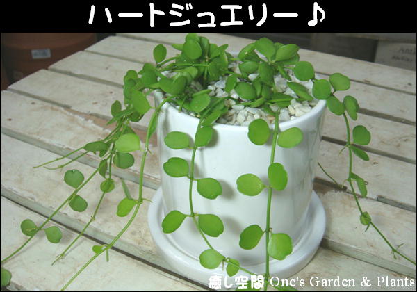 【楽ギフ_包装】【楽ギフ_メッセ入力】スタイリッシュな観葉植物♪3色の円柱ストレートインテリア陶器鉢から選べるハートの形の葉♪ハートジュエリー♪場所取らずでちょこっと置くだけ♪お祝い・プレゼントや景品にも♪モダン風アジアンテイスト♪人気のミニ観葉植物♪玄関の下駄箱に飾ればちょっと素敵♪これから観葉植物を楽しむ方へ♪