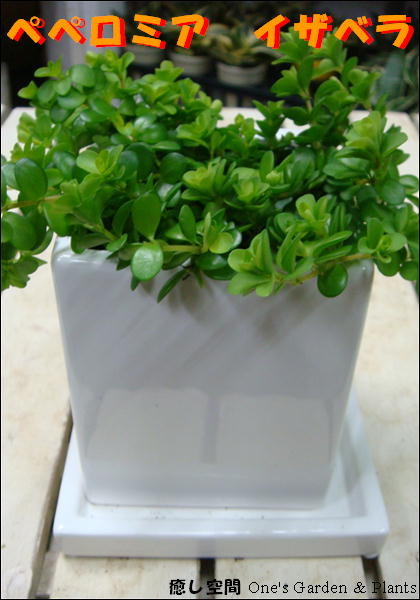 դäѤİ ץ饹åȭǤ̣廊ʤ饪ž夲ڥߥ˴տʪۡڳڥ_ۡڳڥ_åϡۡ֡ۥڥڥߥ٥ƥꥢ꡼ˢڥĥͭꡦդƫȭۤˤץ쥼Ȥˤ