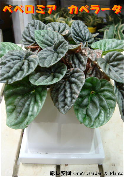 դäѤİ ץ饹åȭǤ̣廊ʤ饪ž夲ڥߥ˴տʪۡڳڥ_ۡڳڥ_åϡۡ֡ۥڥڥߥڥ顼ƥꥢ꡼ˢڥĥͭꡦդƫȭۤˤץ쥼Ȥˤ