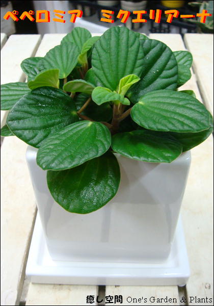 դäѤİ ץ饹åȭǤ̣廊ʤ饪ž夲ڥߥ˴տʪۡڳڥ_ۡڳڥ_åϡۡ֡ۥڥڥߥߥꥢʢƥꥢ꡼ˢڥĥͭꡦդƫȭۤˤץ쥼Ȥˤ