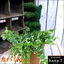 アニマルトピアリーモス♪動物シリーズ♪カバくん(かば)♪Sサイズ斑入りフィカスプミラを植え付けています♪テラコッタ陶器鉢植え 場所取らずでちょこっと置くだけ♪誕生日やお祝い・プレゼントや景品にも♪