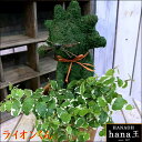 アニマルトピアリーモス♪動物シリーズ♪百獣の王ライオンさん♪Sサイズ斑入りフィカスプミラを植え付けています♪テラコッタ陶器鉢植え 場所取らずでちょこっと置くだけ♪誕生日やお祝い・プレゼントや景品にも♪