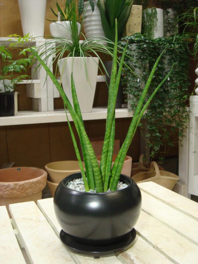 【ミニ観葉植物】サンスベリア　バキュラリス　シンプル陶器鉢