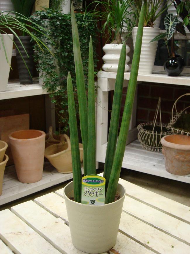 【ミニ観葉植物】サンスベリア　スタッキー　4号鉢　自分流の室内空間に植え替えして仕上げて下さい♪アジアンチックやモダン風・トロピカル風のインテリア寄せ植えなどにも♪マイナスイオン発生させる癒しの観葉植物♪