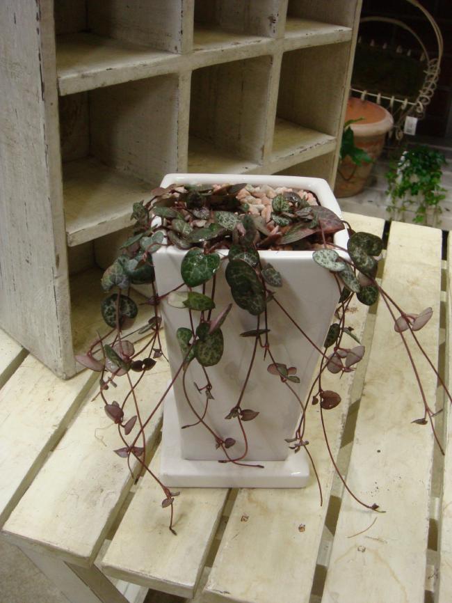 ͵Υߥ˴տʪƫȭդۥž夲ƥꥢ꡼ˤڳڥ_ۡڳڥ_åϡۥϡȥդ䥭å󡢤ƥǥ˥ԥåäȤˤץ쥼Ȥʤɤˤ